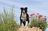 BORDER COLLIE 422